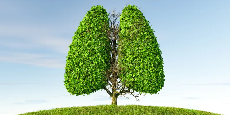 lost angels marijuana tree top hill